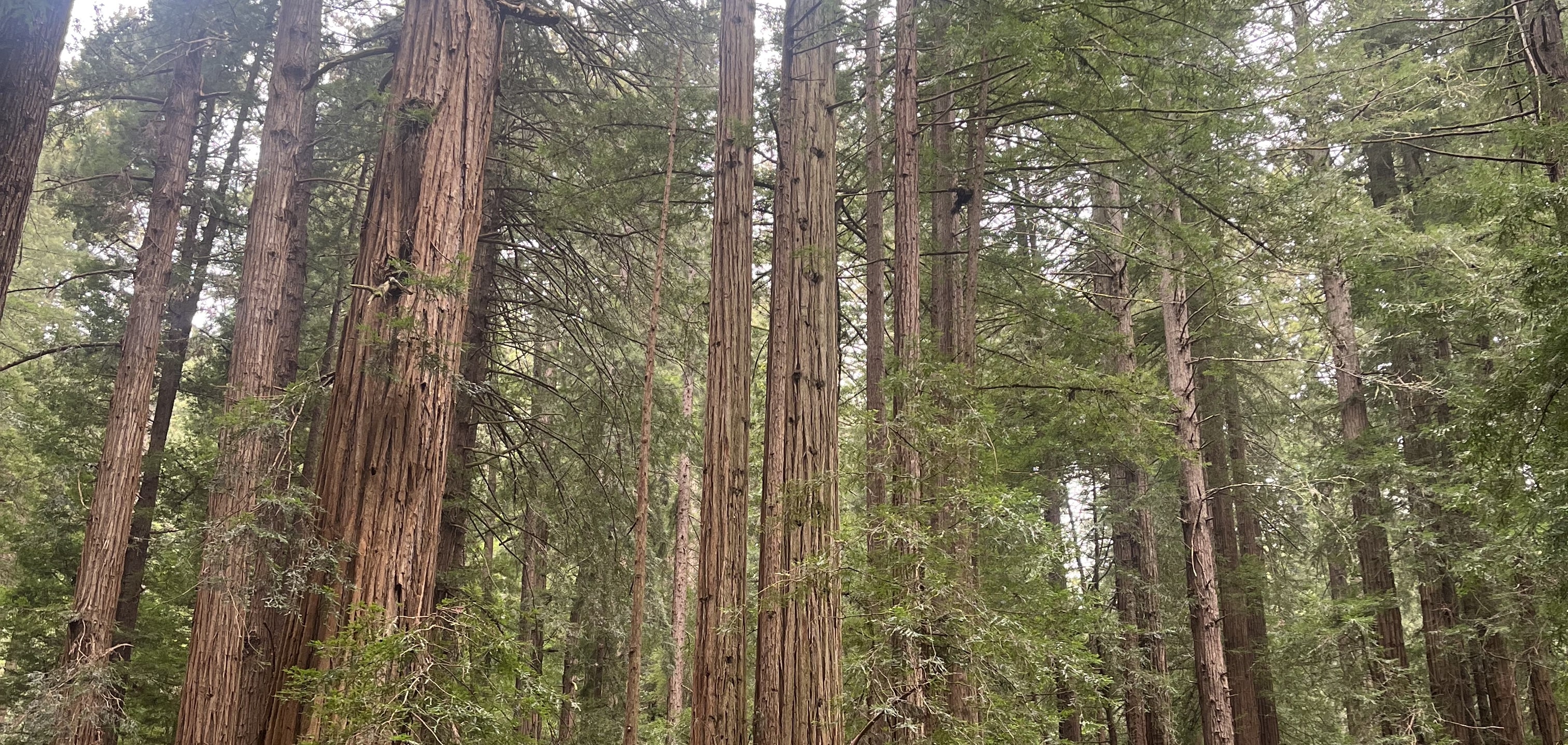Muir Woods